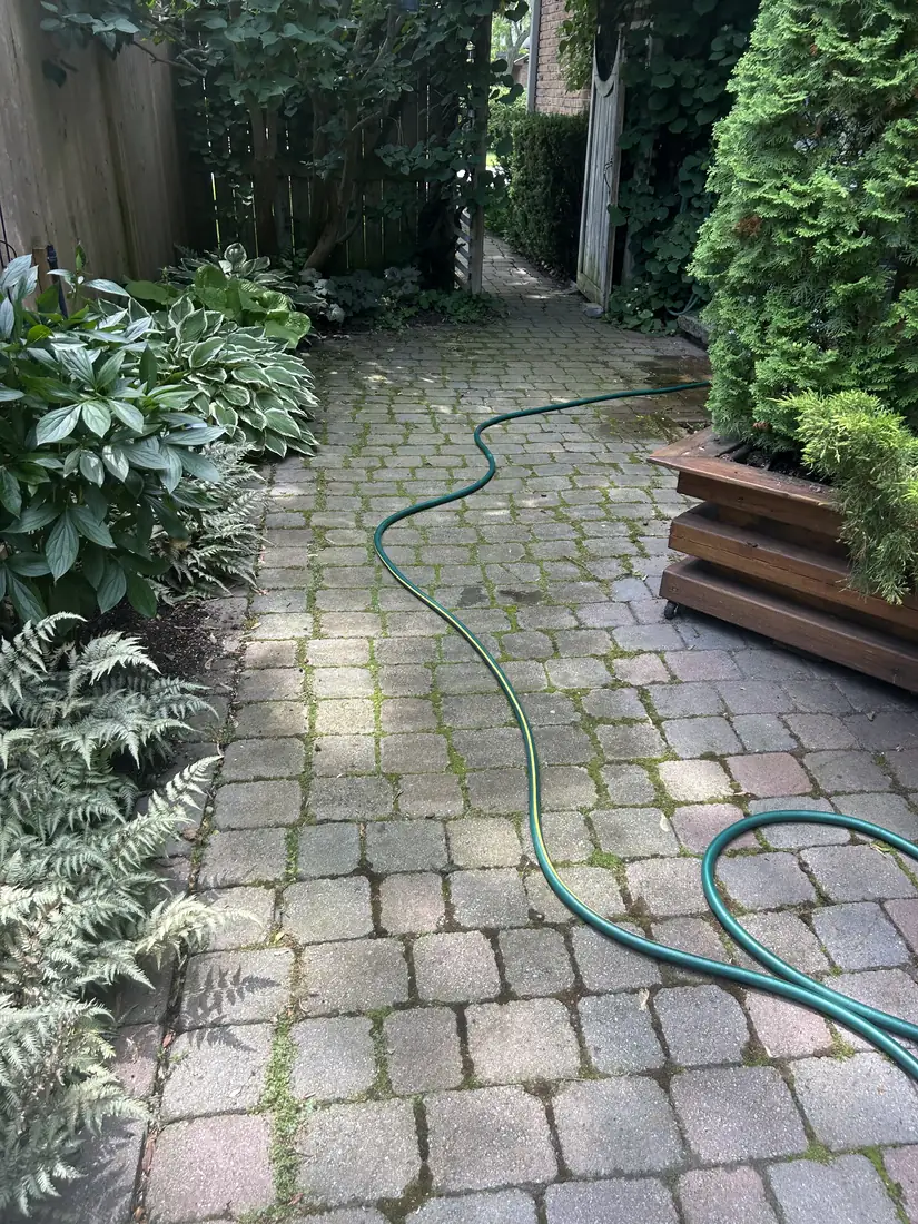 Interlock walkway before pressure washing in Kingston — mossy and stained